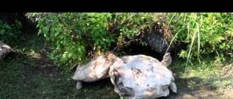 Amazing!!!The tortoise turning over, smart companion has saved it...動物也是有感情的～謝謝你救了我