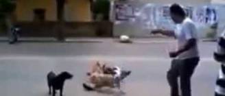 Άντρας λιποθύμησε στη μέση του δρόμου... Δείτε τι κάνουν οι σκύλοι του!