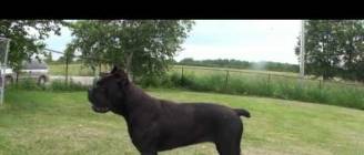 Cane Corso Of Troy- Disturbia