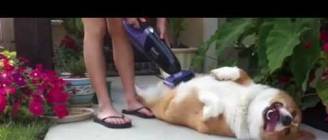 Vacuuming the Corbs.