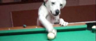 HALO THE POOL PLAYING DOG