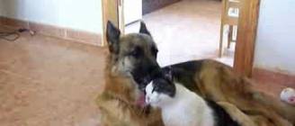 German shepherd Dog & Cat in love