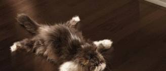 Funny Cats Sliding on Wood Floors Compilation 2013 [NEW HD]