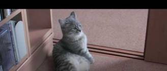 おはようございます HD - Good morning, give me breakfast. HD