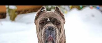 Cane Corso Italian Mastiff