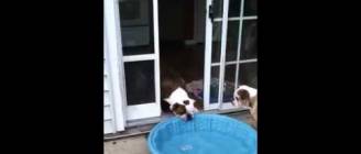 Gus vs. Pool