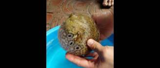 How puffer fish protect itself